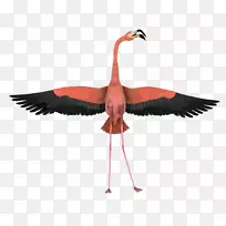 水鸟火烈鸟翅膀动物-火烈鸟-空若网 水鸟火烈鸟翅膀动物-火烈鸟-空若网
