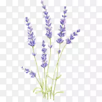 �滭ˮ�ʻ�Ӣ��޹�²�����ñ���Ͳ����¼�����-������