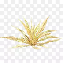 草类商品-空若网 草类商品-空若网