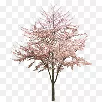 樱花杏树-空若网 樱花杏树-空若网