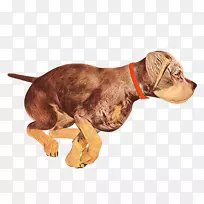 养狗伴狗鼻子-空若网 养狗伴狗鼻子-空若网