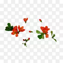 ��Ҷѿ������-����-������