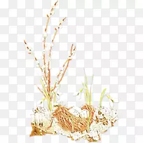 植物茎草谷类植物-空若网 植物茎草谷类植物-空若网