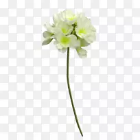 �л�����ɫ���磬����-�׻�-������