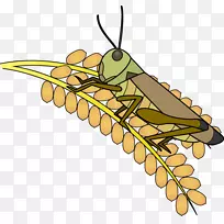 猫科昆虫剪贴画昆虫插图-蝗虫-空若网 猫科昆虫剪贴画昆虫插图-蝗虫-空若网