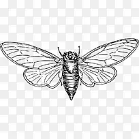 蝗虫图形昆虫剪贴画-空若网 蝗虫图形昆虫剪贴画-空若网