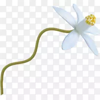 切花植物茎开花植物.白花-空若网 切花植物茎开花植物.白花-空若网
