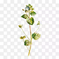 ��Ӱ��˹�������������׿���ֲ���ͼ-������