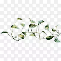 ħ��������ֲ�ﳣ���ٿ���ֲ��-������