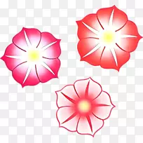 采光开花植物橙S.A.植物-空若网 采光开花植物橙S.A.植物-空若网