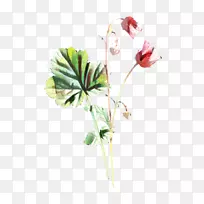 植物茎切花芽叶开花植物-空若网 植物茎切花芽叶开花植物-空若网