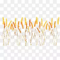 草本植物-空若网 草本植物-空若网