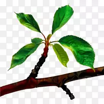 树枝剪贴画png图片叶-空若网 树枝剪贴画png图片叶-空若网