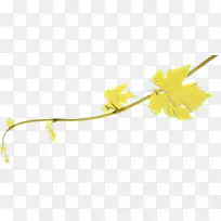 普通葡萄开花植物茎系-空若网 普通葡萄开花植物茎系-空若网