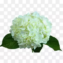 绣球花白绿花-桃花-空若网 绣球花白绿花-桃花-空若网