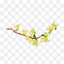 小枝植物茎开花植物叶-空若网 小枝植物茎开花植物叶-空若网