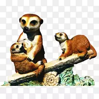 猫鼬动物群陆生动物-空若网 猫鼬动物群陆生动物-空若网