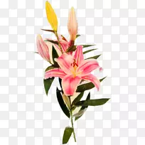 �����л���ֲ�ﾥ�����꣬�ۺ�ɫm-������