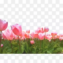 郁金香一年生植物春粉色m花-空若网 郁金香一年生植物春粉色m花-空若网