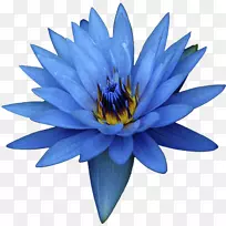 埃及莲花油提取物-蓝花-空若网 埃及莲花油提取物-蓝花-空若网