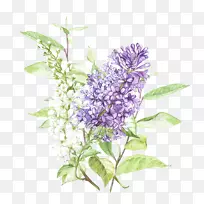 ͼƬ��ͨ�϶���޹�²ݻ�ͼPng�ֻ�-������