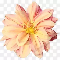 大丽花切花花瓣-空若网 大丽花切花花瓣-空若网