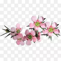 �Ĵ�����pngͼƬͼ���������Ƭ-�Ĵ�������PNG����-������