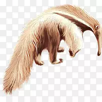 食肉动物毛皮-空若网 食肉动物毛皮-空若网