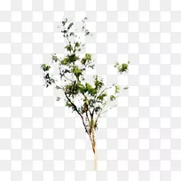 花束花园玫瑰花枝-空若网 花束花园玫瑰花枝-空若网