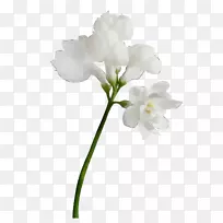 �ɶ����л���ֲ�ﾥ֦-������