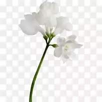 飞蛾兰切花,植物茎枝-空若网 飞蛾兰切花,植物茎枝-空若网
