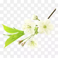 开花期为150分钟的切花和开花植物茎-空若网 开花期为150分钟的切花和开花植物茎-空若网