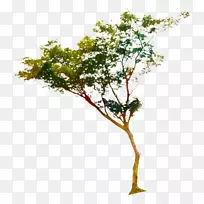 植物茎开花植物-空若网 植物茎开花植物-空若网