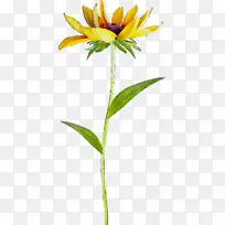 花瓣花切花植物茎草本植物-空若网 花瓣花切花植物茎草本植物-空若网