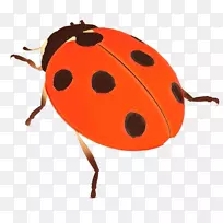 �׳�Ů��-������