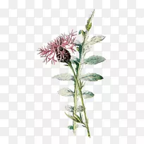 开花植物剪贴画植物插图熟悉的野花.野花-空若网 开花植物剪贴画植物插图熟悉的野花.野花-空若网