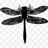 蜻蜓图形png图片剪贴画计算机图标蜻蜓-空若网 蜻蜓图形png图片剪贴画计算机图标蜻蜓-空若网