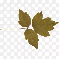 Ҷ֦-25-������