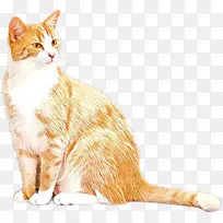 美国线毛 欧洲短毛 澳大利亚水雾-空若网 美国线毛 欧洲短毛 澳大利亚水雾-空若网