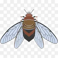 蜜蜂 昆虫 蝉科-空若网 蜜蜂 昆虫 蝉科-空若网