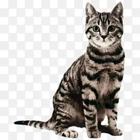 猫 垃圾箱 美国比特斗牛犬-空若网 猫 垃圾箱 美国比特斗牛犬-空若网