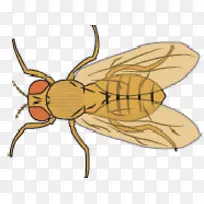 ³£¼ûµÄ¹ûÓ¬ ²ÔÓ¬ ¹ûÓ¬-¿ÕÈôÍø ³£¼ûµÄ¹ûÓ¬ ²ÔÓ¬ ¹ûÓ¬-¿ÕÈôÍø