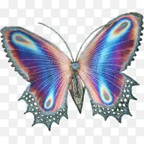 刷足蝴蝶 蝴蝶 昆虫-空若网 刷足蝴蝶 蝴蝶 昆虫-空若网