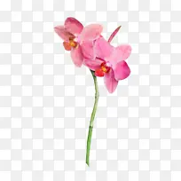 飞蛾兰 兰花 植物-空若网 飞蛾兰 兰花 植物-空若网