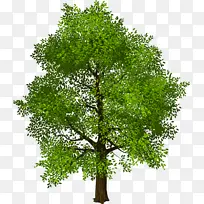 树 棕榈树 阔叶树-空若网 树 棕榈树 阔叶树-空若网