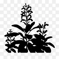 烹饪范围 常见鼠尾草 植物-空若网 烹饪范围 常见鼠尾草 植物-空若网