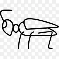 昆虫 动物 草蜢-空若网 昆虫 动物 草蜢-空若网