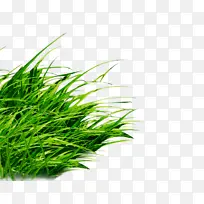 绘画 草 绿色-空若网 绘画 草 绿色-空若网