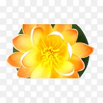 ��ɫ ��ɫ�ٺ� ����-������