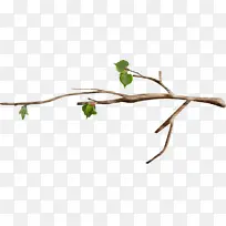 树枝 叶子 颜色-空若网 树枝 叶子 颜色-空若网